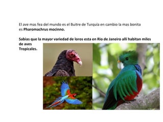 El ave mas fea del mundo es el Buitre de Turquía en cambio la mas bonita
es Pharomachrus mocinno.
Sabias que la mayor variedad de loros esta en Rio de Janeiro allí habitan miles
de aves
Tropicales.
 
