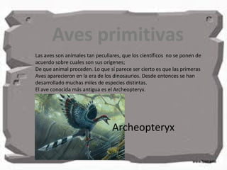 Aves primitivas
Las aves son animales tan peculiares, que los científicos no se ponen de
acuerdo sobre cuales son sus orígenes;
De que animal proceden. Lo que sí parece ser cierto es que las primeras
Aves aparecieron en la era de los dinosaurios. Desde entonces se han
desarrollado muchas miles de especies distintas.
El ave conocida más antigua es el Archeopteryx.
Archeopteryx
 
