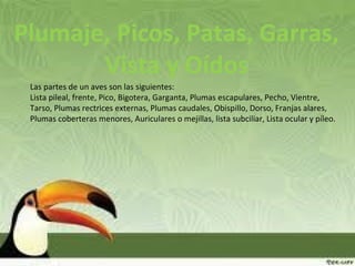 Plumaje, Picos, Patas, Garras,
Vista y Oídos
Las partes de un aves son las siguientes:
Lista pileal, frente, Pico, Bigotera, Garganta, Plumas escapulares, Pecho, Vientre,
Tarso, Plumas rectrices externas, Plumas caudales, Obispillo, Dorso, Franjas alares,
Plumas coberteras menores, Auriculares o mejillas, lista subciliar, Lista ocular y píleo.
 