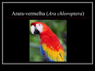Arara-vermelha (Ara chloroptera)
 