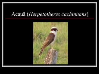 Acauã (Herpetotheres cachinnans)
 