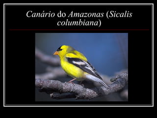Canário do Amazonas (Sicalis
        columbiana)
 