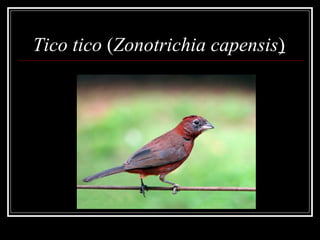Tico tico (Zonotrichia capensis)
 
