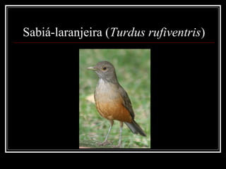 Sabiá-laranjeira (Turdus rufiventris)
 