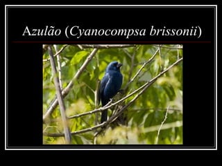 Azulão (Cyanocompsa brissonii)
 