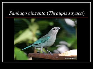 Sanhaço cinzento (Thraupis sayaca)
 