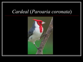Cardeal (Paroaria coronata)
 