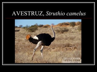 AVESTRUZ, Struthio camelus
 