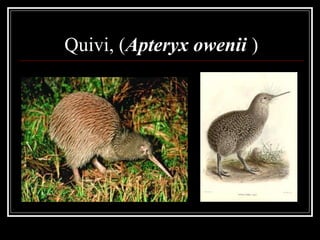 Quivi, (Apteryx owenii )
 