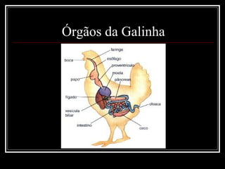 Órgãos da Galinha
 