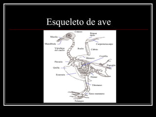 Esqueleto de ave
 