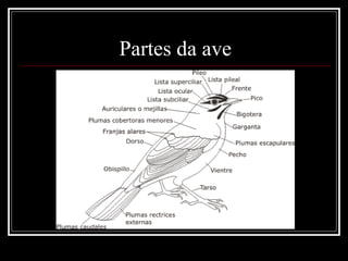 Partes da ave
 