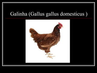 Galinha (Gallus gallus domesticus )
 