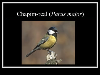 Chapim-real (Parus major)
 