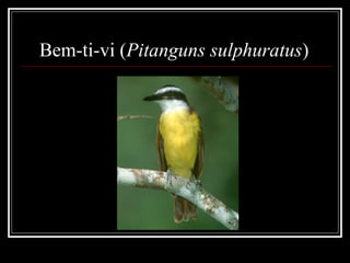Bem-ti-vi (Pitanguns sulphuratus)
 