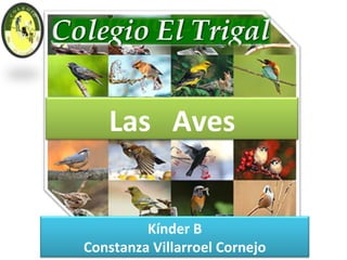 Kínder B Constanza Villarroel Cornejo Las  Aves 