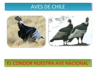 AVES DE CHILE EL CONDOR NUESTRA AVE NACIONAL 