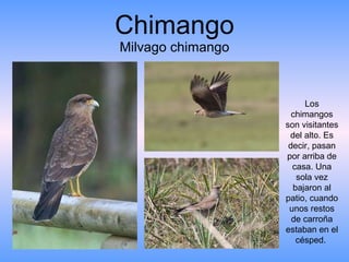 Chimango Milvago chimango Los chimangos son visitantes del alto. Es decir, pasan por arriba de casa. Una sola vez bajaron al patio, cuando unos restos de carroña estaban en el césped.  