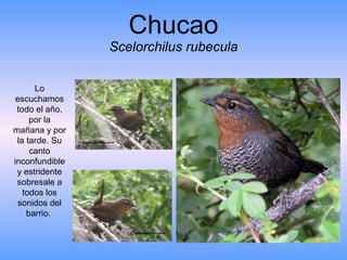 Chucao Scelorchilus rubecula Lo escuchamos todo el año, por la mañana y por la tarde. Su canto inconfundible y estridente sobresale a todos los sonidos del barrio.  