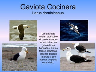 Gaviota Cocinera Larus dominicanus Las gaviotas vuelan  por sobre el barrio. A veces se escuchan los gritos de las bandadas. En las tardes calurosas, algunas buscan la altura y son apenas un punto en el cielo.  