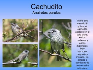 Cachudito Anairetes parulus Visible sólo cuando él quiere, el cachudito aparece en el palo piche, en los maitenes y en los matorrales. Muy hermoso, pequeño e inquieto. En parejas o bandadas de tres o cuatro individuos. 