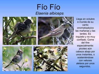 Fío Fío  Elaenia albiceps Llega en octubre e inunda de su canto onomatopéyico las mañanas y las tardes. Es inquieto y no muy confiado. Come del ñire especialmente: picoteo aún cabeza abajo por unos instantes, o sosteniéndose con veloces aleteos por unos segundos.  