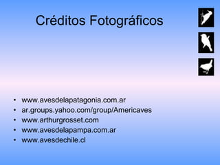 Créditos Fotográficos www.avesdelapatagonia.com.ar ar.groups.yahoo.com/group/Americaves www.arthurgrosset.com www.avesdelapampa.com.ar  www.avesdechile.cl  