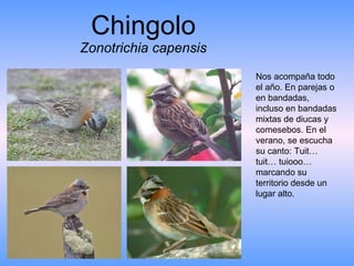 Chingolo Zonotrichia capensis Nos acompaña todo el año. En parejas o en bandadas, incluso en bandadas mixtas de diucas y comesebos. En el verano, se escucha su canto: Tuit… tuit… tuiooo… marcando su territorio desde un lugar alto.  