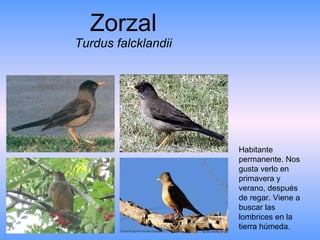 Zorzal Turdus falcklandii Habitante permanente. Nos gusta verlo en primavera y verano, después de regar. Viene a buscar las lombrices en la tierra húmeda. 
