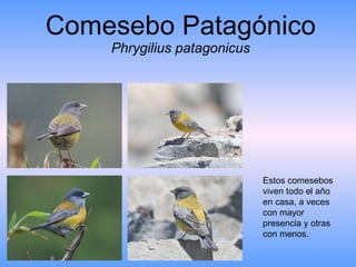 Comesebo Patagónico Phrygilius patagonicus Estos comesebos viven todo el año en casa, a veces con mayor presencia y otras con menos.  
