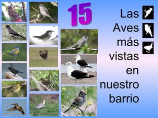 Las  Aves más vistas en nuestro barrio 15 