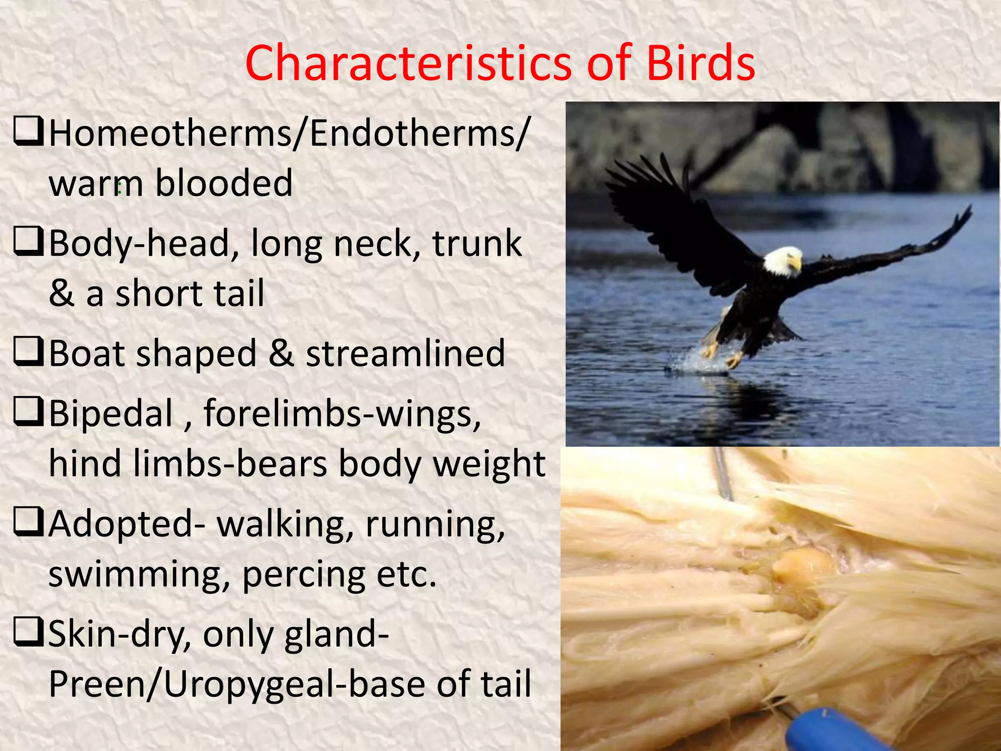 Characteristics of Birds
Homeotherms/Endotherms/
warm blooded
Body-head, long neck, trunk
& a short tail
Boat shaped & streamlined
Bipedal , forelimbs-wings,
hind limbs-bears body weight
Adopted- walking, running,
swimming, percing etc.
Skin-dry, only gland-
Preen/Uropygeal-base of tail
:
 