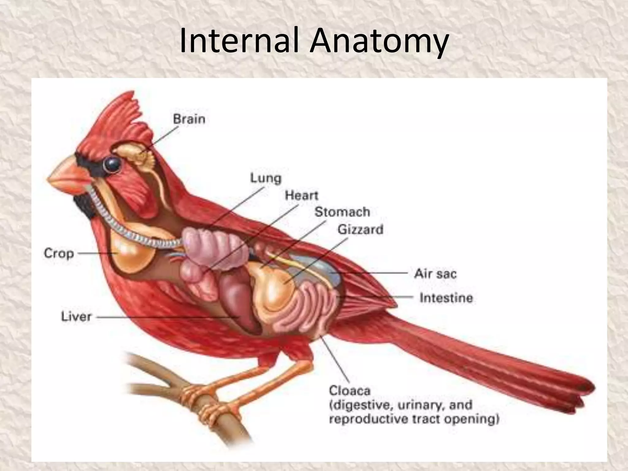 Internal Anatomy
 