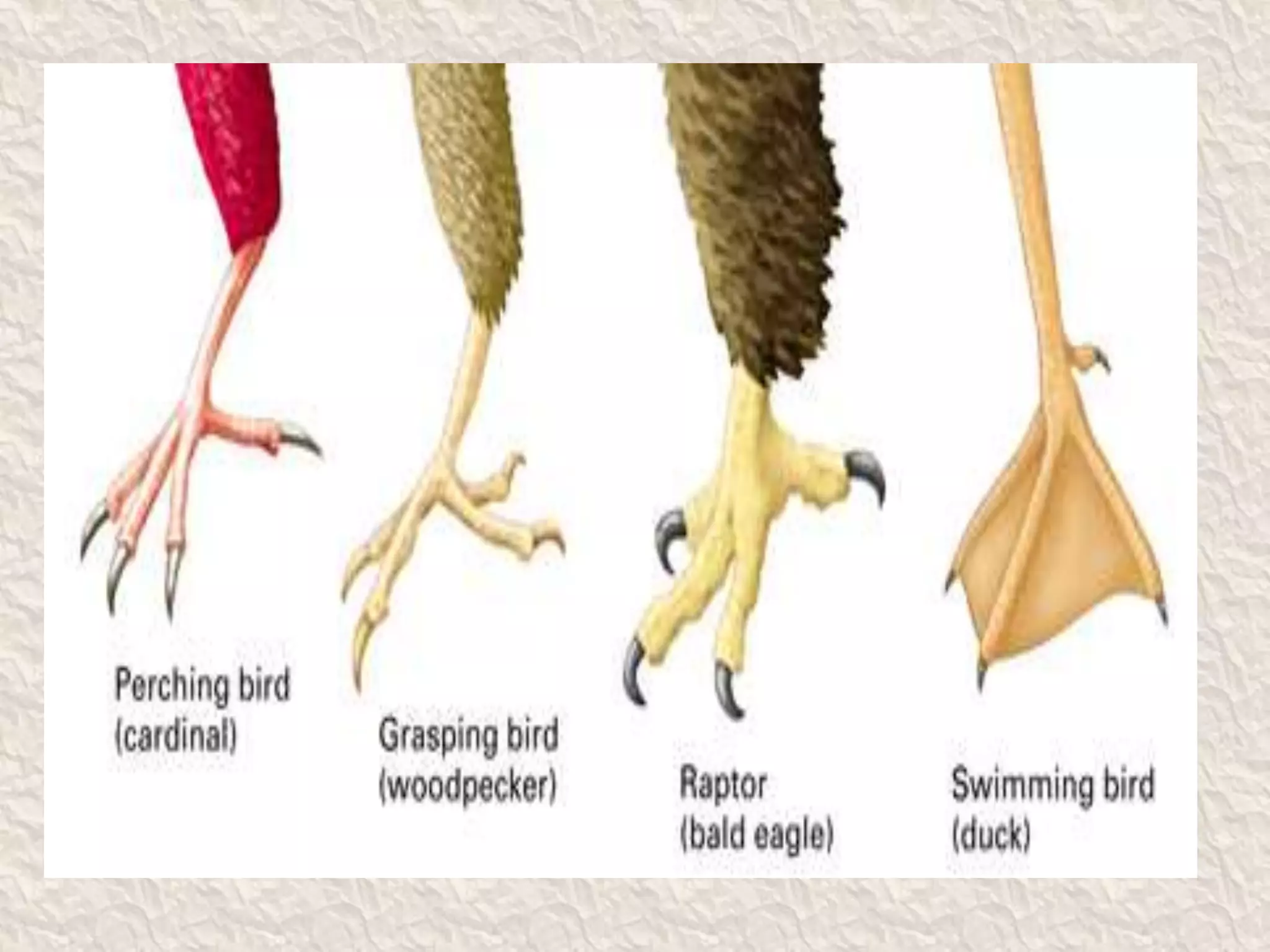 Characteristics of Birds
 