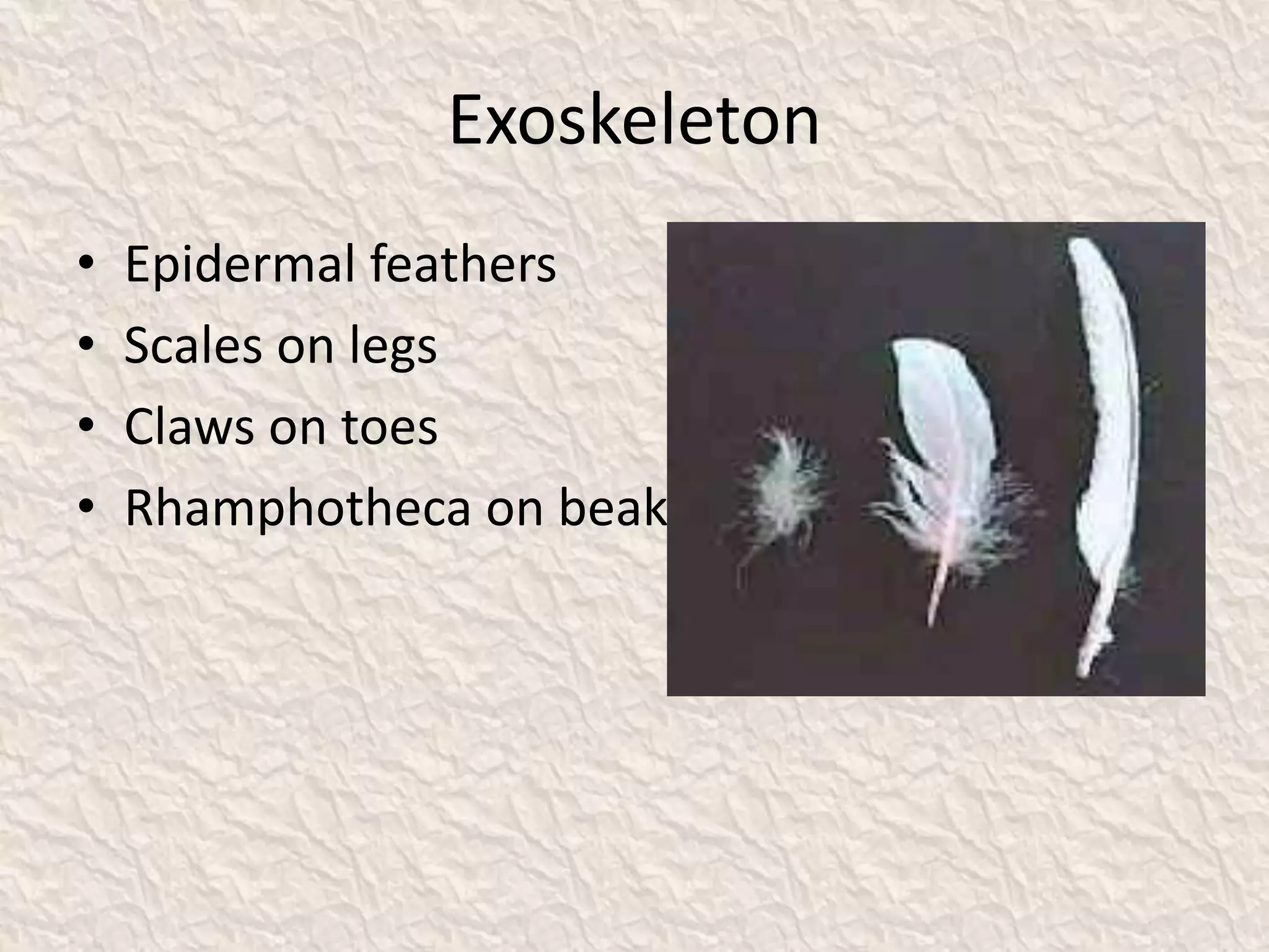 Exoskeleton
• Epidermal feathers
• Scales on legs
• Claws on toes
• Rhamphotheca on beak
 
