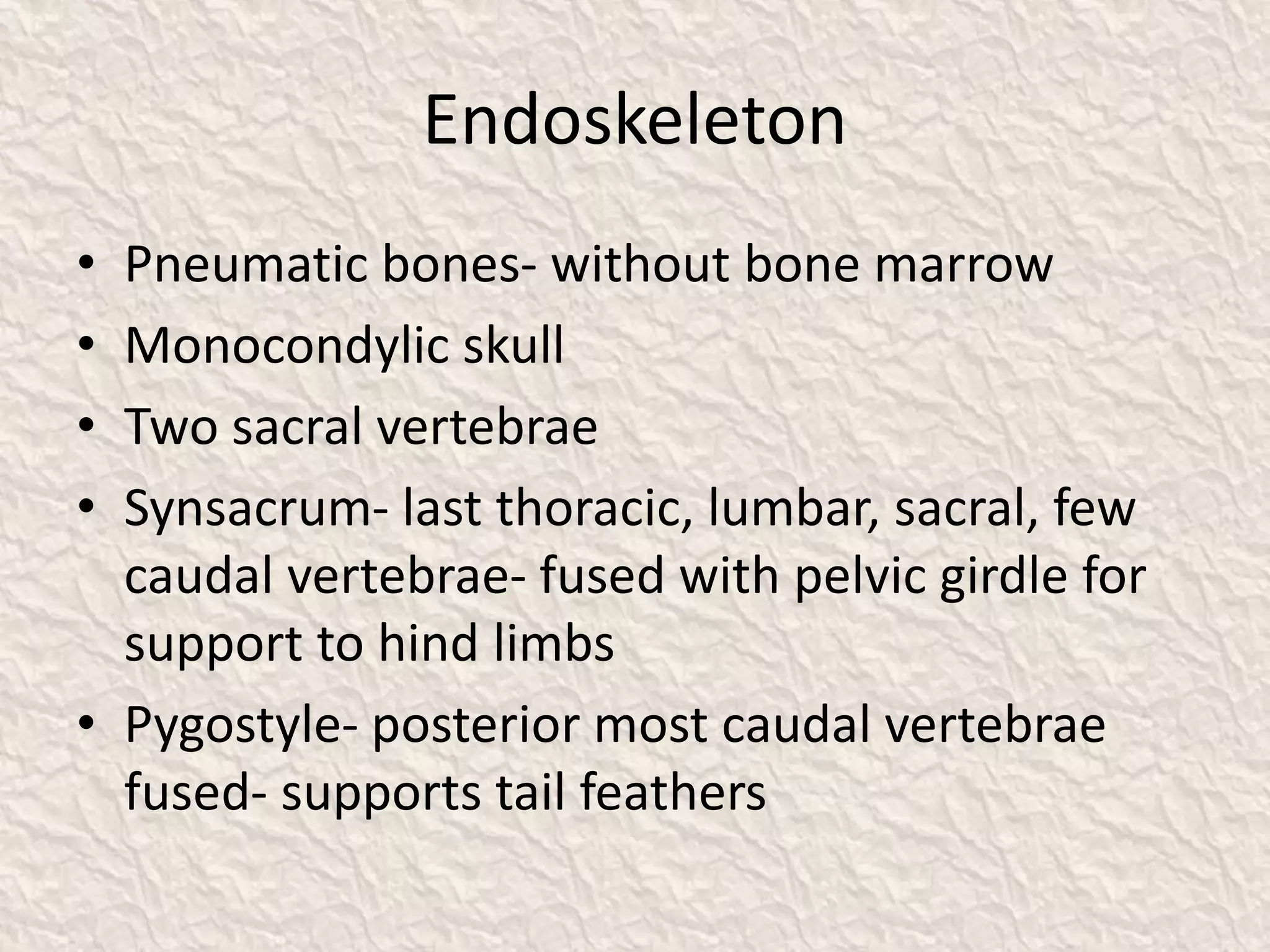 Endoskeleton
• Pneumatic bones- without bone marrow
• Monocondylic skull
• Two sacral vertebrae
• Synsacrum- last thoracic, lumbar, sacral, few
caudal vertebrae- fused with pelvic girdle for
support to hind limbs
• Pygostyle- posterior most caudal vertebrae
fused- supports tail feathers
 