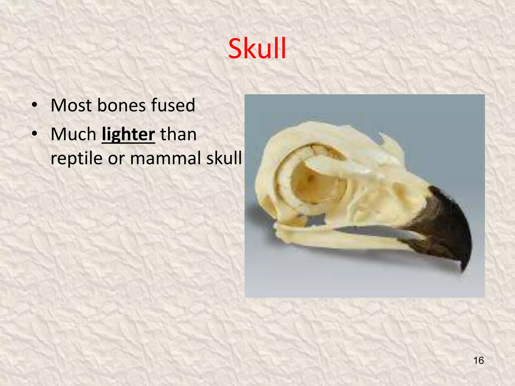 Skull
• Most bones fused
• Much lighter than
reptile or mammal skull
16
 