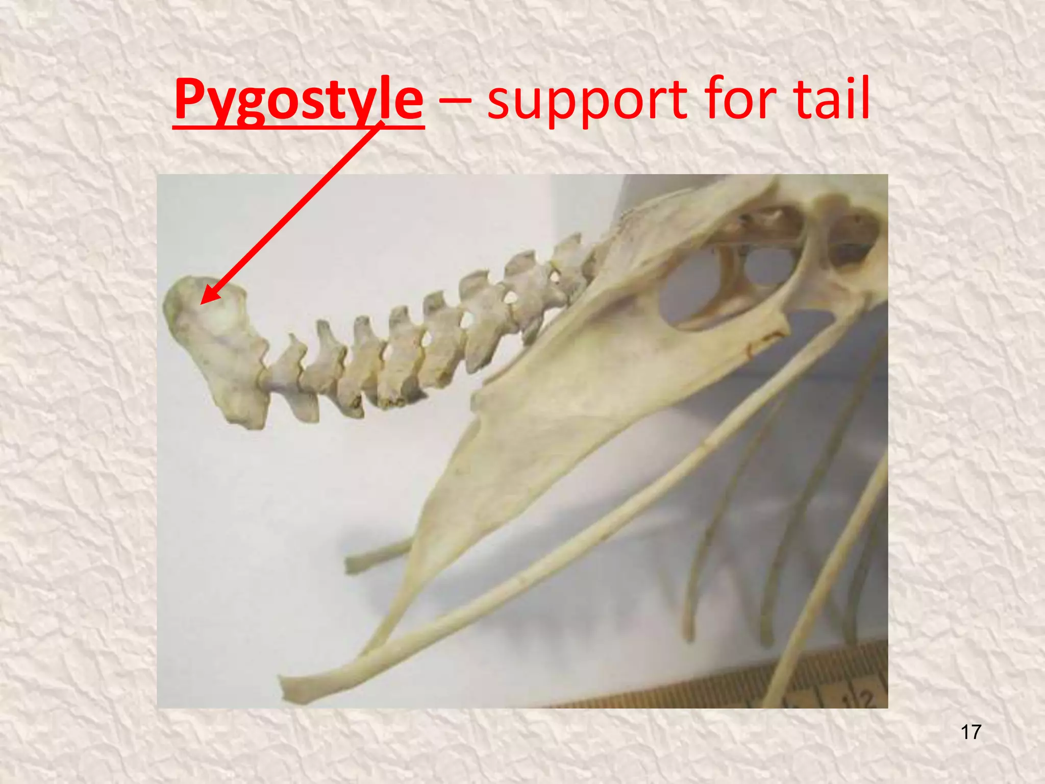 Pygostyle – support for tail
17
 