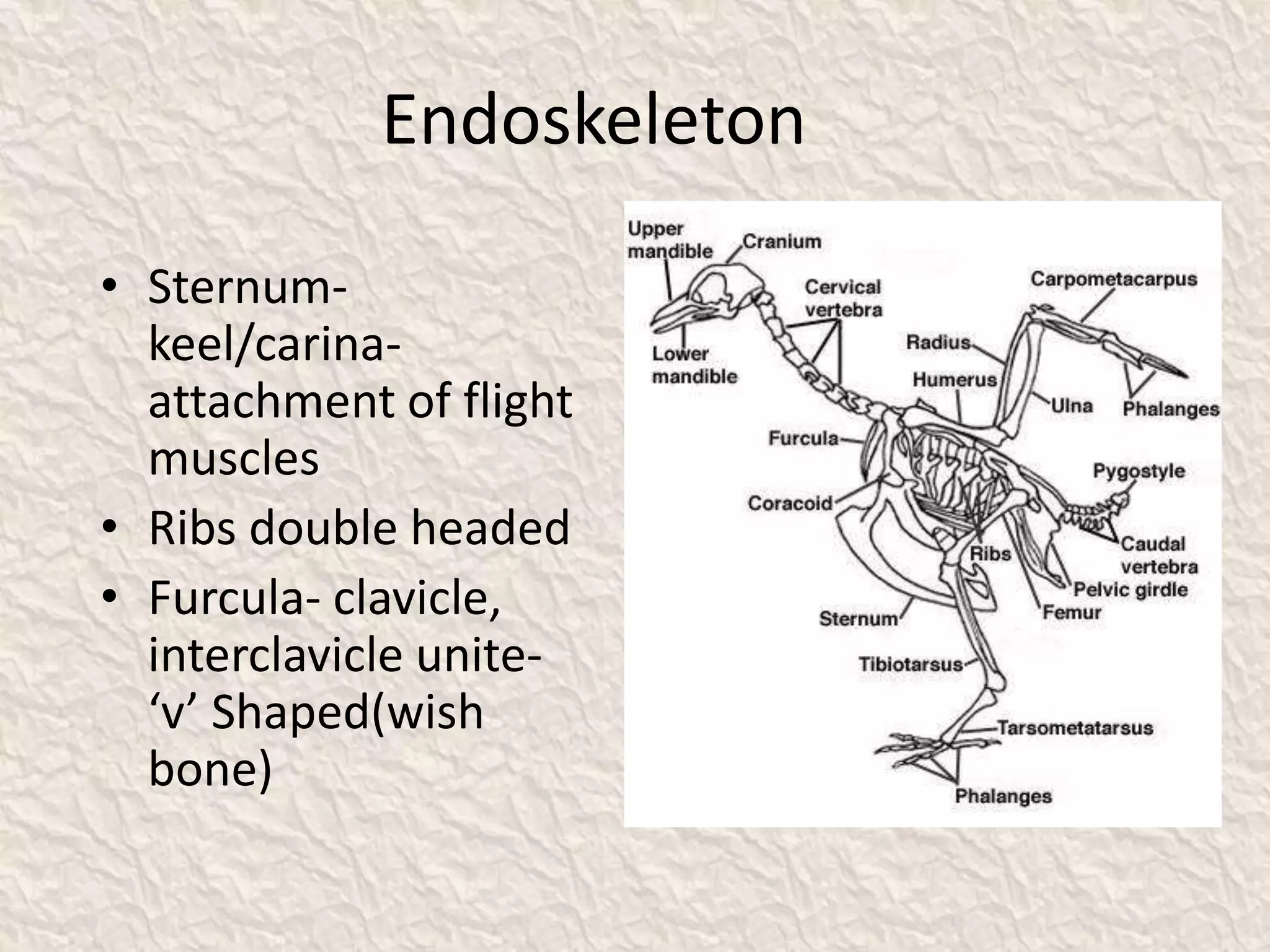 Endoskeleton
• Sternum-
keel/carina-
attachment of flight
muscles
• Ribs double headed
• Furcula- clavicle,
interclavicle unite-
‘v’ Shaped(wish
bone)
 