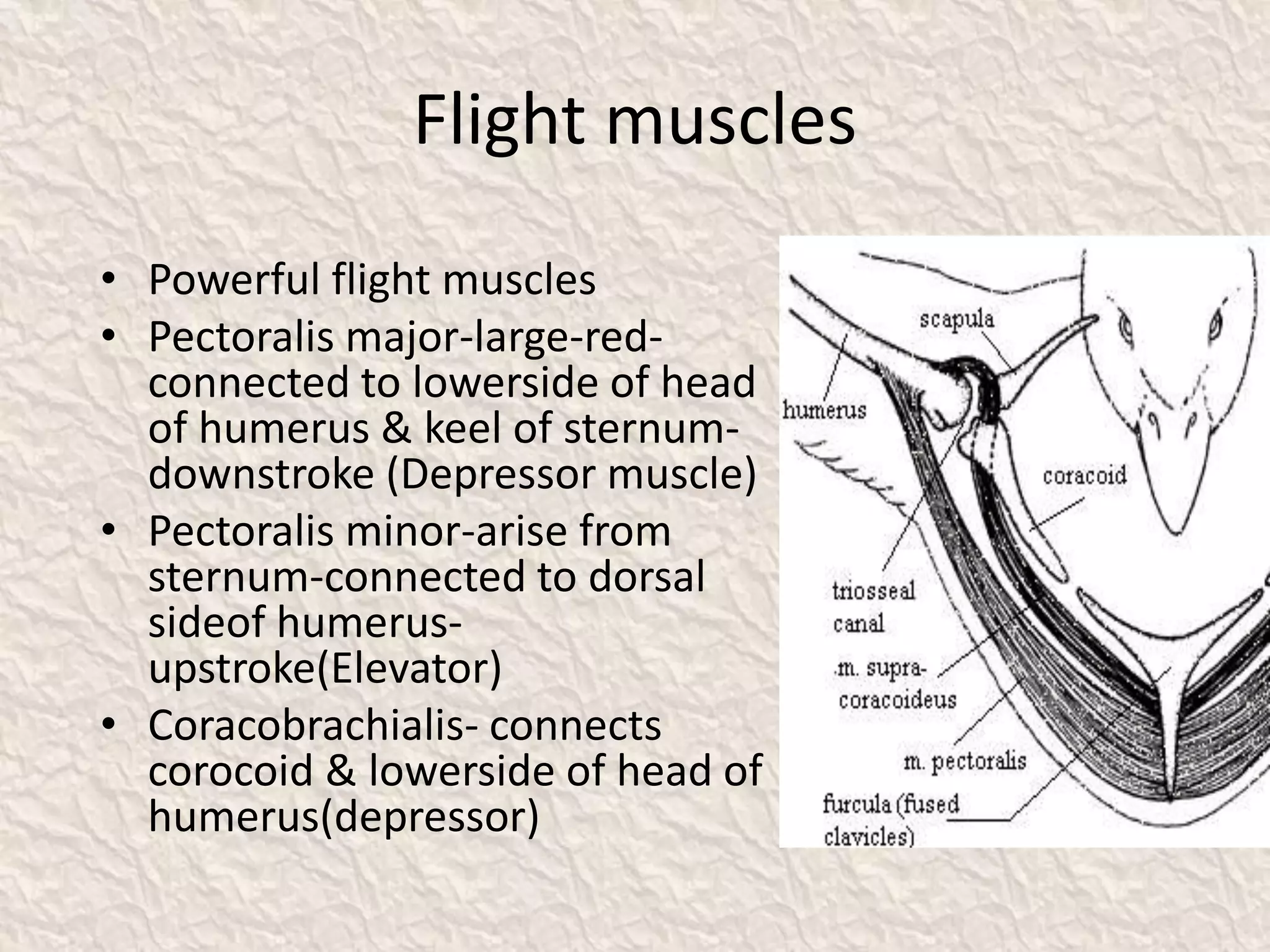 Flight muscles
• Powerful flight muscles
• Pectoralis major-large-red-
connected to lowerside of head
of humerus & keel of sternum-
downstroke (Depressor muscle)
• Pectoralis minor-arise from
sternum-connected to dorsal
sideof humerus-
upstroke(Elevator)
• Coracobrachialis- connects
corocoid & lowerside of head of
humerus(depressor)
 