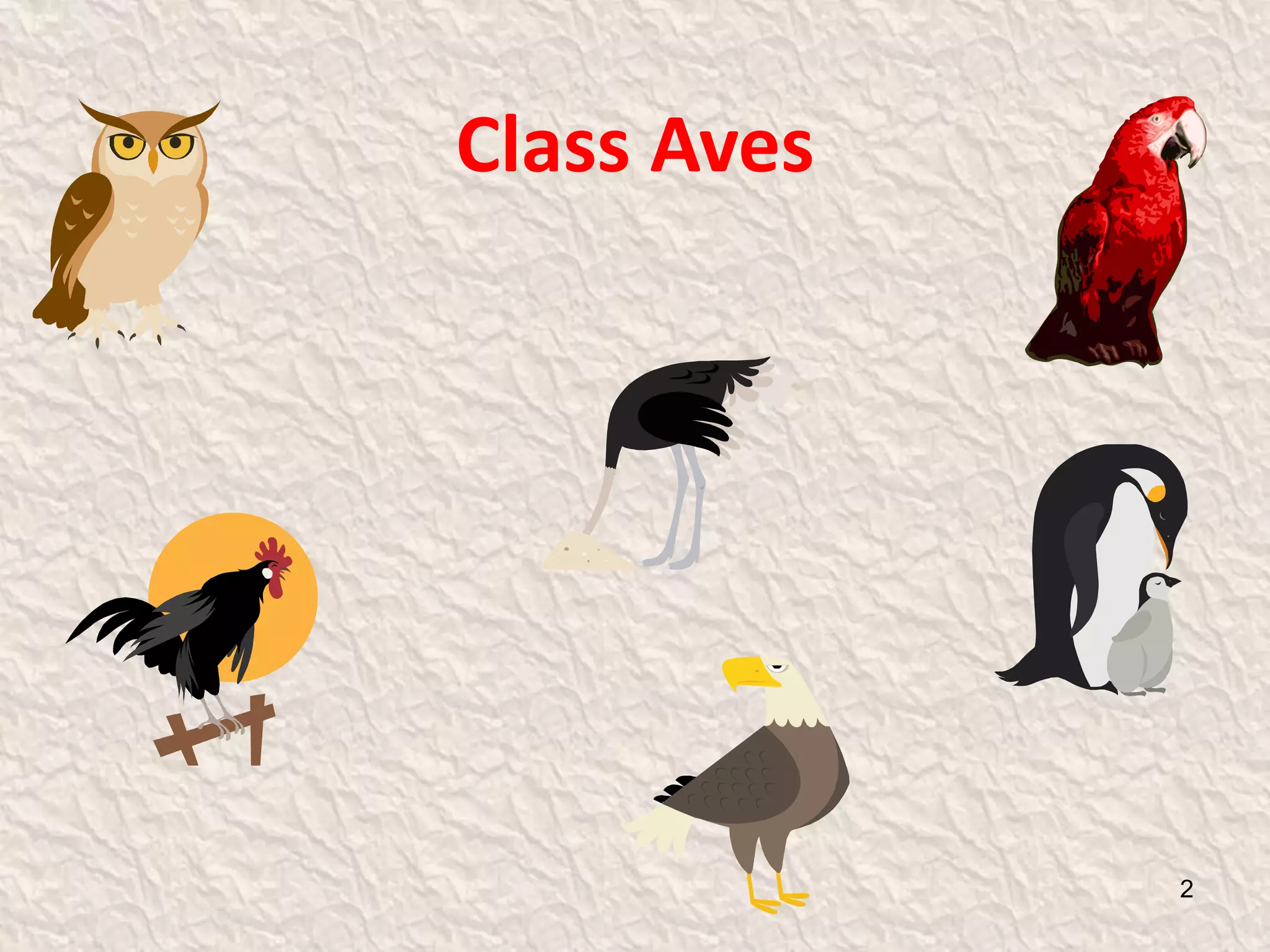 Class Aves
2
 