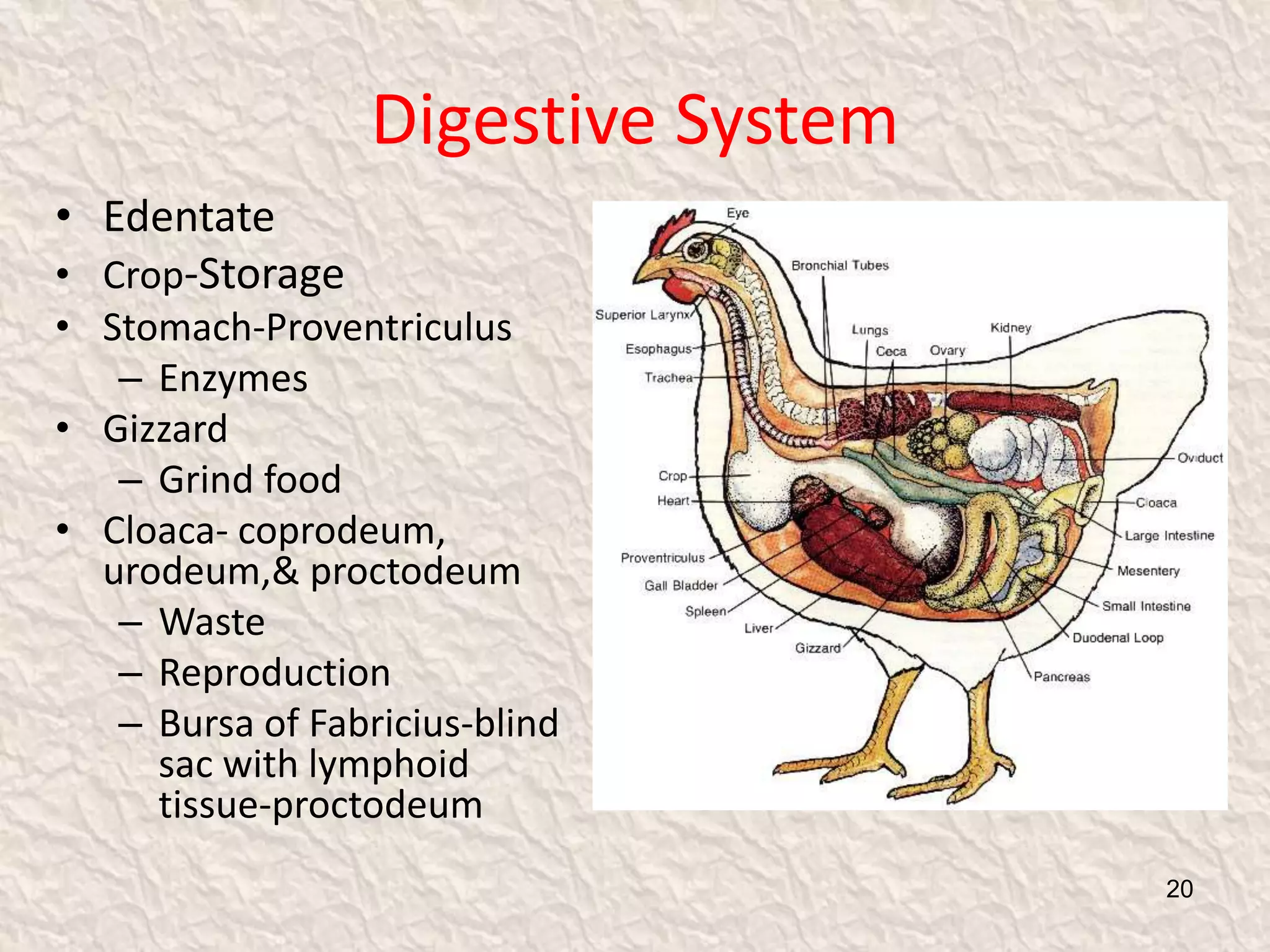 Digestive System
• Edentate
• Crop-Storage
• Stomach-Proventriculus
– Enzymes
• Gizzard
– Grind food
• Cloaca- coprodeum,
urodeum,& proctodeum
– Waste
– Reproduction
– Bursa of Fabricius-blind
sac with lymphoid
tissue-proctodeum
20
 