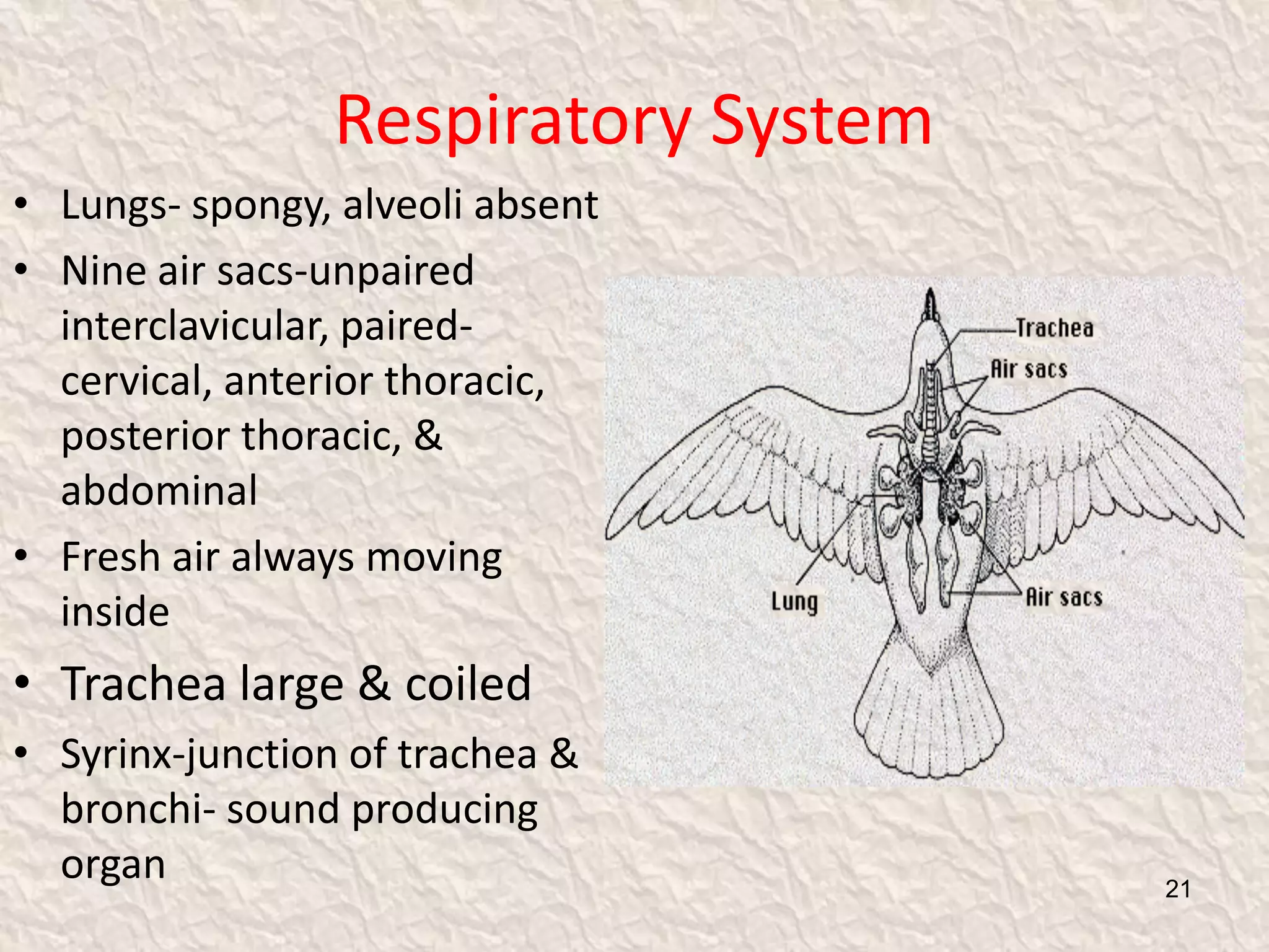 Respiratory System
• Lungs- spongy, alveoli absent
• Nine air sacs-unpaired
interclavicular, paired-
cervical, anterior thoracic,
posterior thoracic, &
abdominal
• Fresh air always moving
inside
• Trachea large & coiled
• Syrinx-junction of trachea &
bronchi- sound producing
organ 21
 