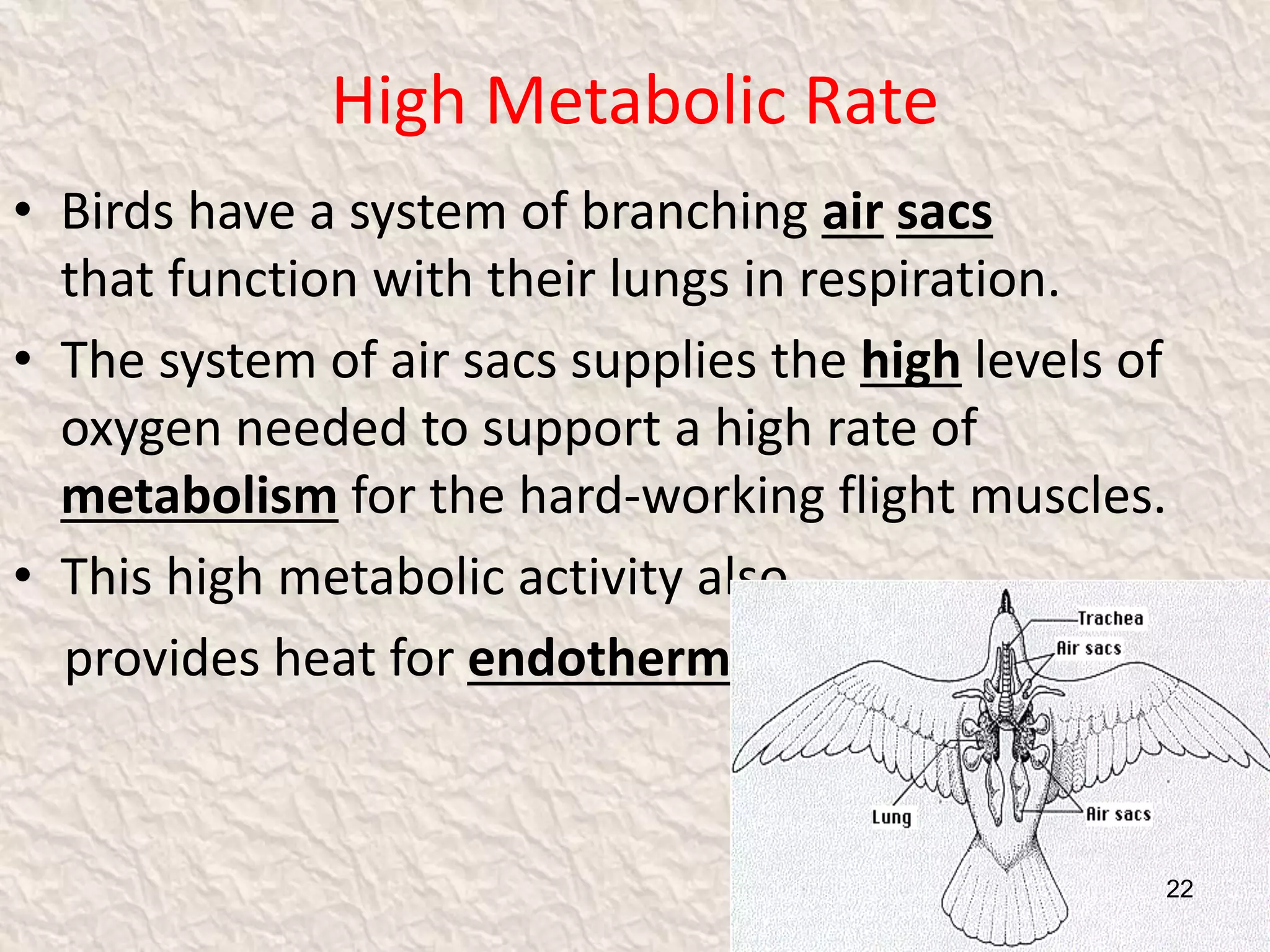 High Metabolic Rate
• Birds have a system of branching air sacs
that function with their lungs in respiration.
• The system of air sacs supplies the high levels of
oxygen needed to support a high rate of
metabolism for the hard-working flight muscles.
• This high metabolic activity also
provides heat for endothermy.
22
 