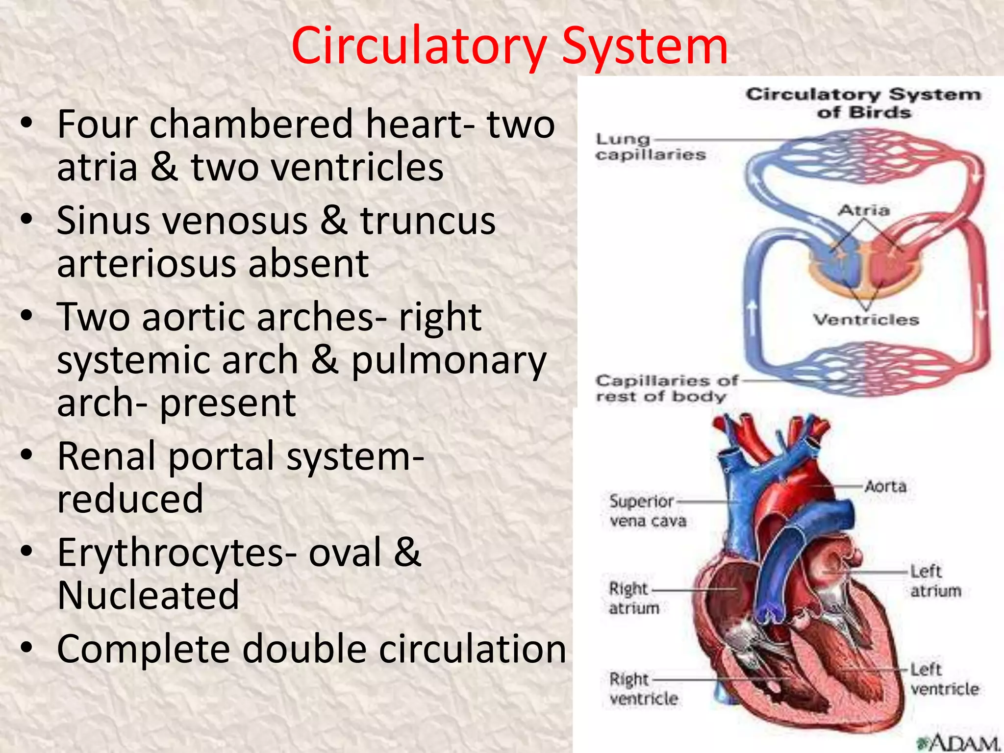 Circulatory System
• Four chambered heart- two
atria & two ventricles
• Sinus venosus & truncus
arteriosus absent
• Two aortic arches- right
systemic arch & pulmonary
arch- present
• Renal portal system-
reduced
• Erythrocytes- oval &
Nucleated
• Complete double circulation
23
 