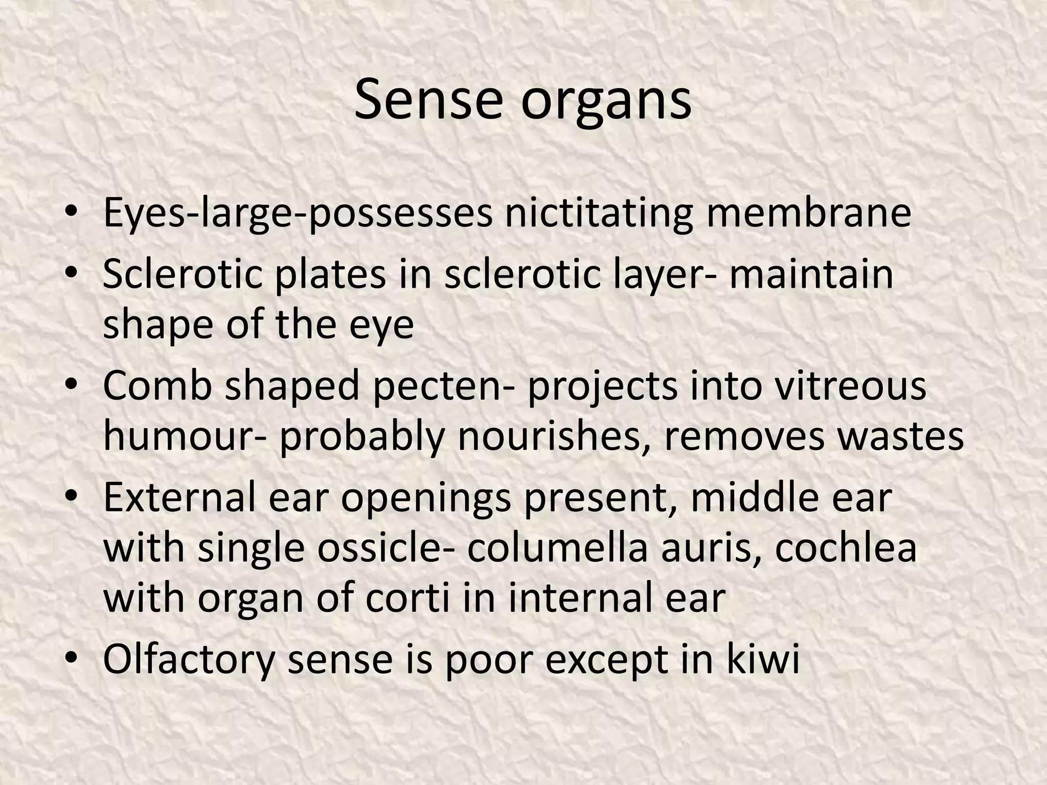Sense organs
• Eyes-large-possesses nictitating membrane
• Sclerotic plates in sclerotic layer- maintain
shape of the eye
• Comb shaped pecten- projects into vitreous
humour- probably nourishes, removes wastes
• External ear openings present, middle ear
with single ossicle- columella auris, cochlea
with organ of corti in internal ear
• Olfactory sense is poor except in kiwi
 