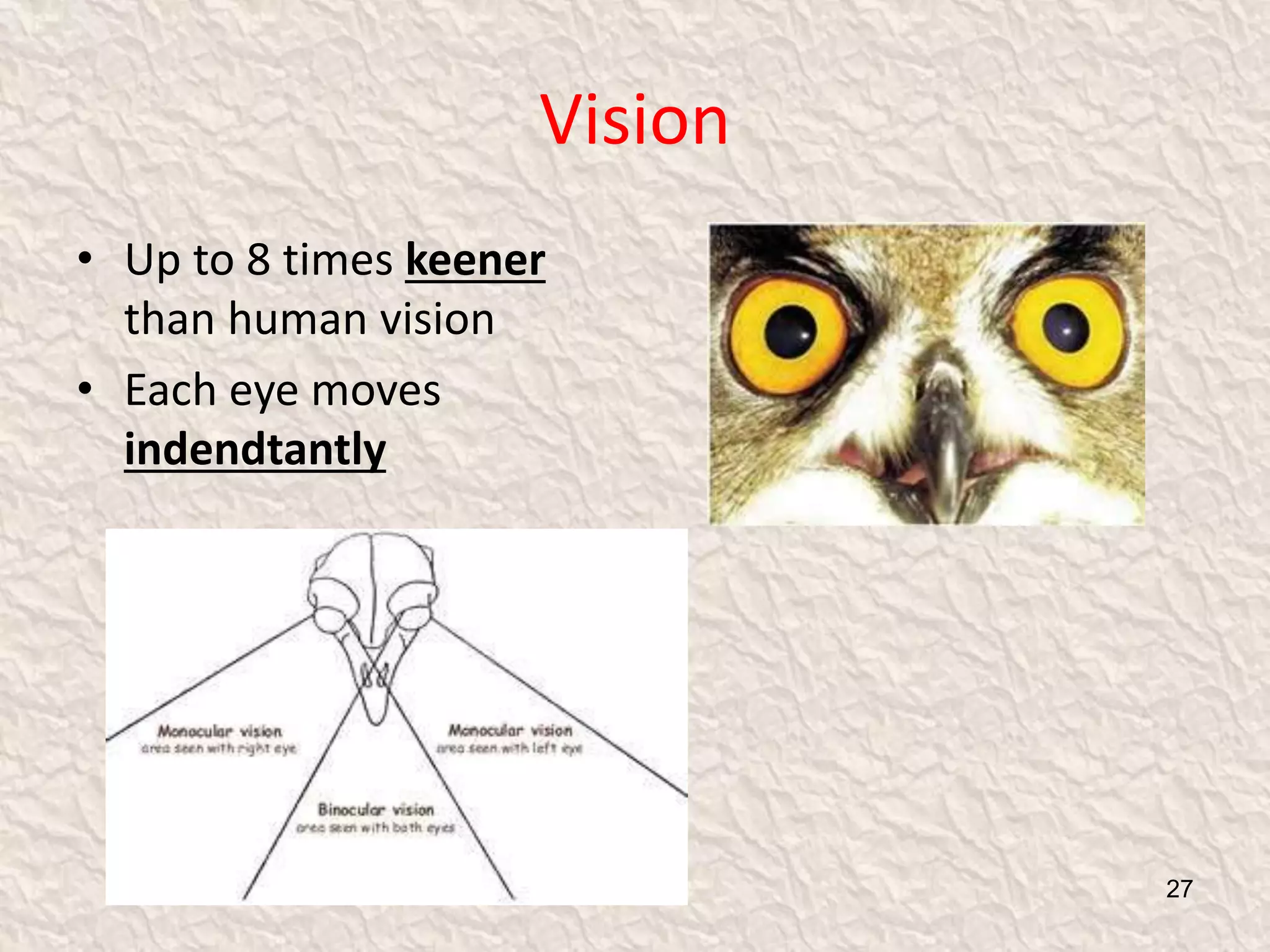Vision
• Up to 8 times keener
than human vision
• Each eye moves
indendtantly
27
 