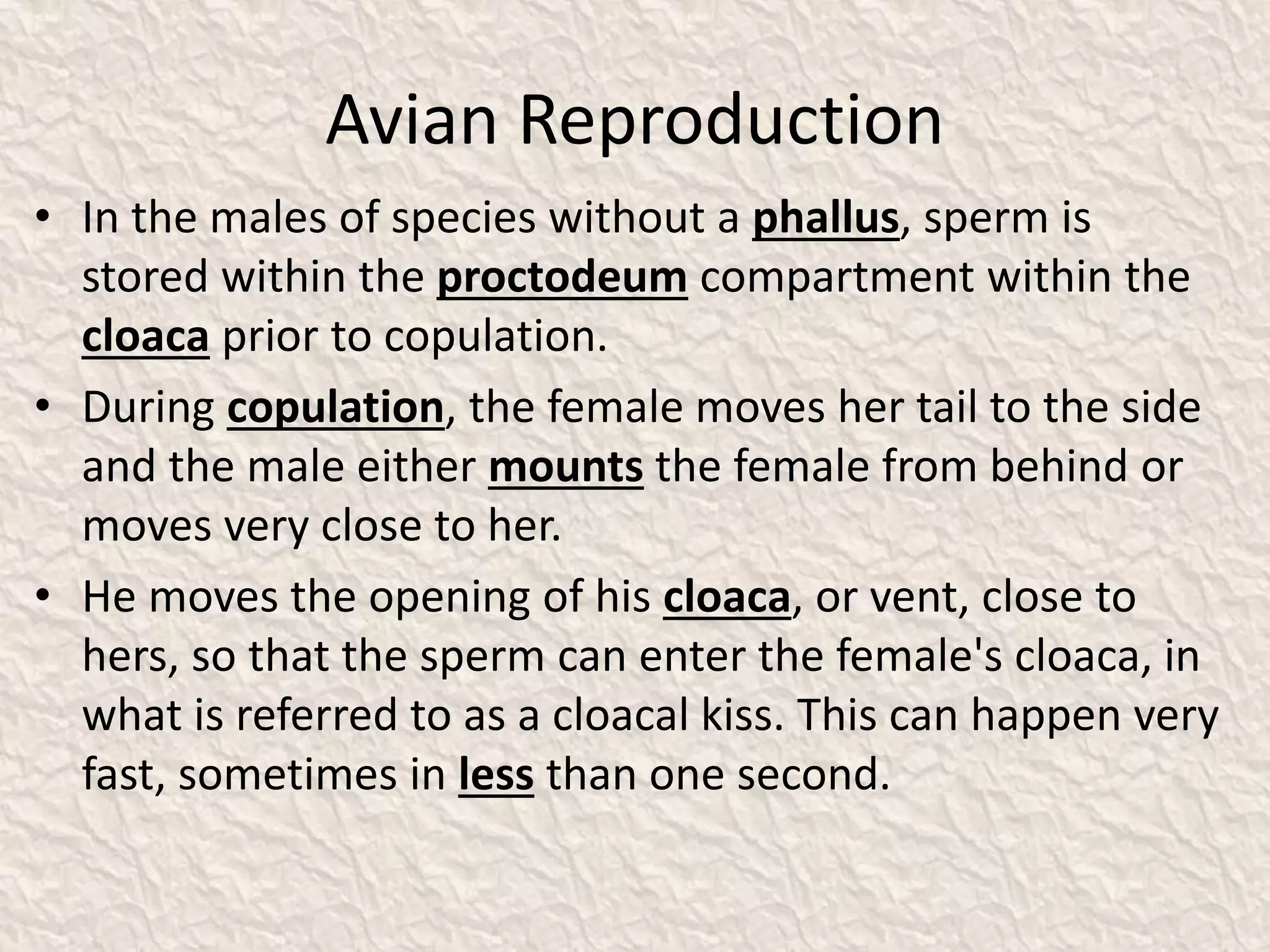 Avian Reproduction
• In the males of species without a phallus, sperm is
stored within the proctodeum compartment within the
cloaca prior to copulation.
• During copulation, the female moves her tail to the side
and the male either mounts the female from behind or
moves very close to her.
• He moves the opening of his cloaca, or vent, close to
hers, so that the sperm can enter the female's cloaca, in
what is referred to as a cloacal kiss. This can happen very
fast, sometimes in less than one second.
 