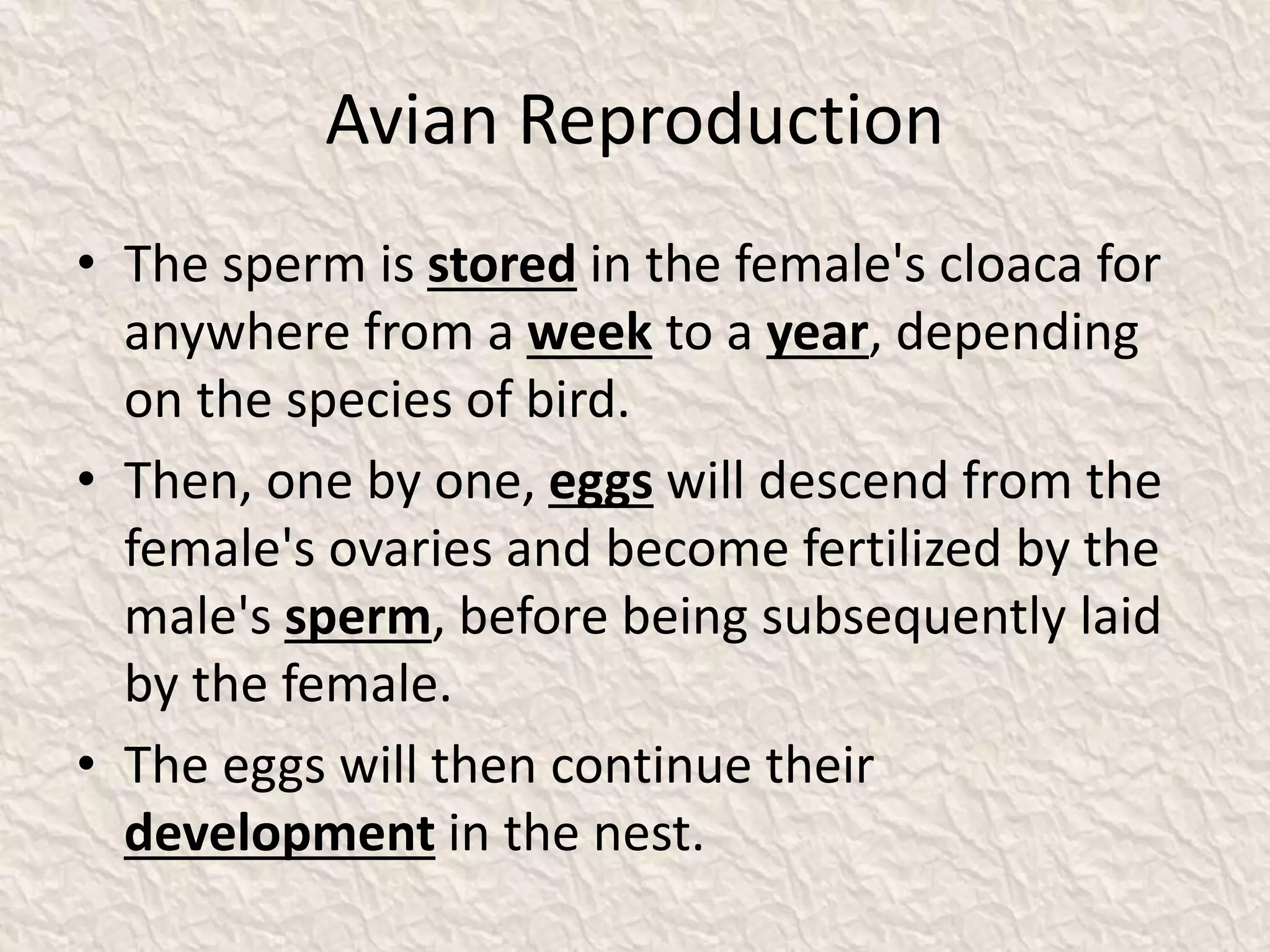 Avian Reproduction
• The sperm is stored in the female's cloaca for
anywhere from a week to a year, depending
on the species of bird.
• Then, one by one, eggs will descend from the
female's ovaries and become fertilized by the
male's sperm, before being subsequently laid
by the female.
• The eggs will then continue their
development in the nest.
 