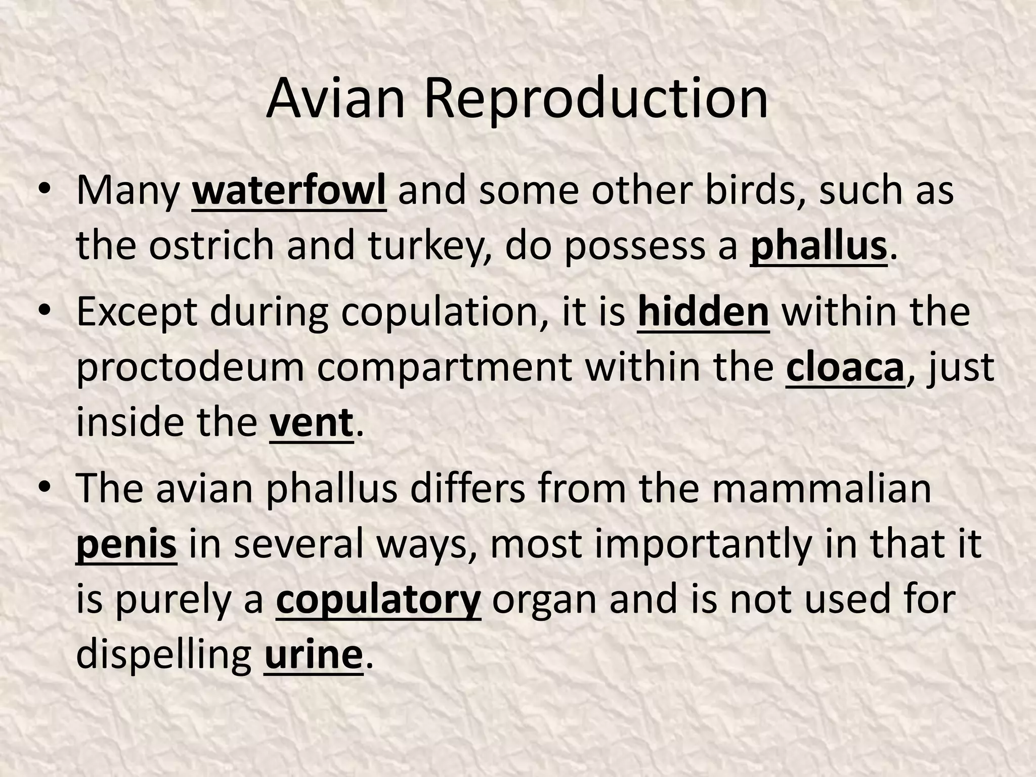 Avian Reproduction
• Many waterfowl and some other birds, such as
the ostrich and turkey, do possess a phallus.
• Except during copulation, it is hidden within the
proctodeum compartment within the cloaca, just
inside the vent.
• The avian phallus differs from the mammalian
penis in several ways, most importantly in that it
is purely a copulatory organ and is not used for
dispelling urine.
 